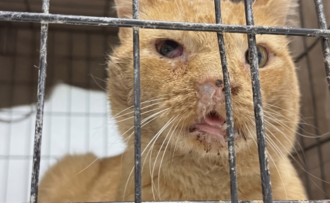 Ce chat de 8 ans est encore nourri à la seringue, mais reste affectueux envers ses bienfaiteurs