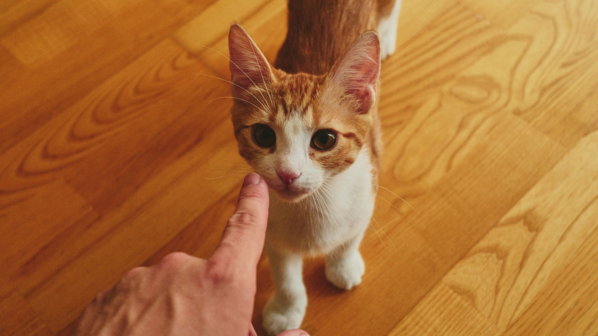 Illustration : "Une expérience démontre que le chat comprend très bien quand on pointe du doigt"