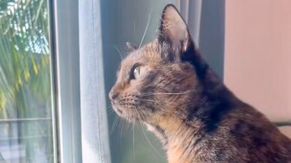 Illustration : Cette chatte a perdu sa s&oelig;ur et guette &agrave; la fen&ecirc;tre une amie f&eacute;line qui vient jouer chez elle chaque semaine (vid&eacute;o)