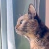 Illustration : Cette chatte a perdu sa s&oelig;ur et guette &agrave; la fen&ecirc;tre une amie f&eacute;line qui vient jouer chez elle chaque semaine (vid&eacute;o)
