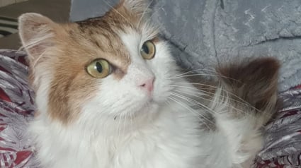 Illustration : Ce chat de 11 ans ne fait presque plus sa toilette seul et cherche une famille pour prendre soin de lui