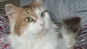Illustration : Ce chat de 11 ans ne fait presque plus sa toilette seul et cherche une famille pour prendre soin de lui