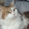 Illustration : Ce chat de 11 ans ne fait presque plus sa toilette seul et cherche une famille pour prendre soin de lui