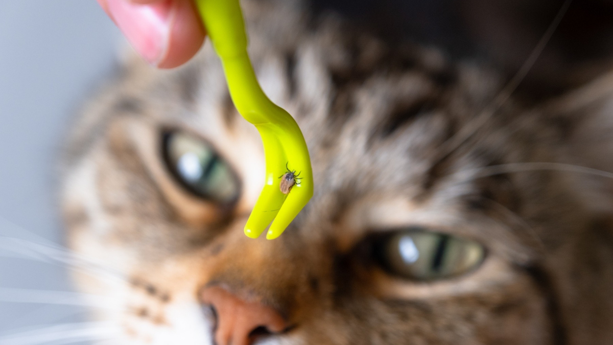 Illustration : "Un chat d’intérieur peut attraper des tiques, mais sa protection doit tenir compte de son mode de vie"