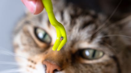 Illustration : Un chat d&rsquo;int&eacute;rieur peut attraper des tiques, mais sa protection doit tenir compte de son mode de vie