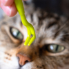 Illustration : Un chat d&rsquo;int&eacute;rieur peut attraper des tiques, mais sa protection doit tenir compte de son mode de vie