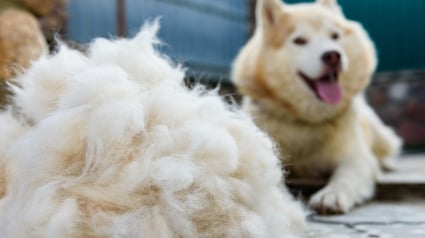 Illustration : Les chiens perdent leurs poils, mais tous ne connaissent pas une forte mue au printemps et en automne