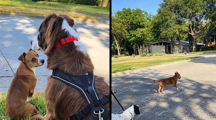 Illustration : Un chien errant bless&eacute; se m&eacute;fie des humains, mais suit les chiens du quartier jusque dans un jardin