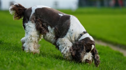 Illustration : Votre chien claque des dents apr&egrave;s avoir renifl&eacute; : ces mouvements peuvent l&rsquo;aider &agrave; d&eacute;coder une odeur