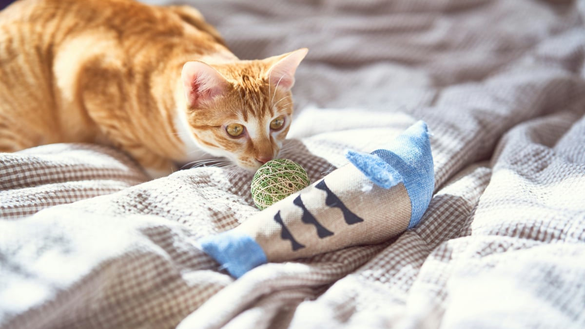 Illustration : "Votre chat rapporte ses jouets dans votre lit, mais ce n’est pas forcément pour vous faire un cadeau"