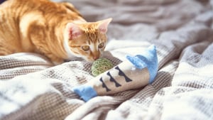 Illustration : "Votre chat rapporte ses jouets dans votre lit, mais ce n’est pas forcément pour vous faire un cadeau"