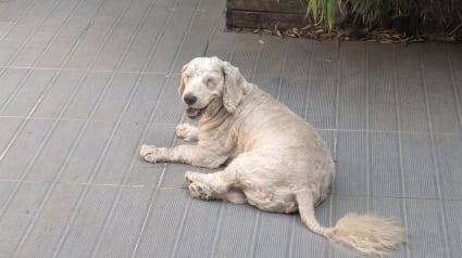 Illustration : Ce chien de 9 ans, autrefois battu, est adopt&eacute; et redonne un peu de joie &agrave; un chien qui a perdu son compagnon