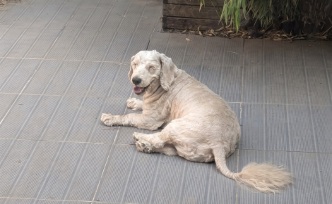 Ce chien de 9 ans, autrefois battu, est adopté et redonne un peu de joie à un chien qui a perdu son compagnon