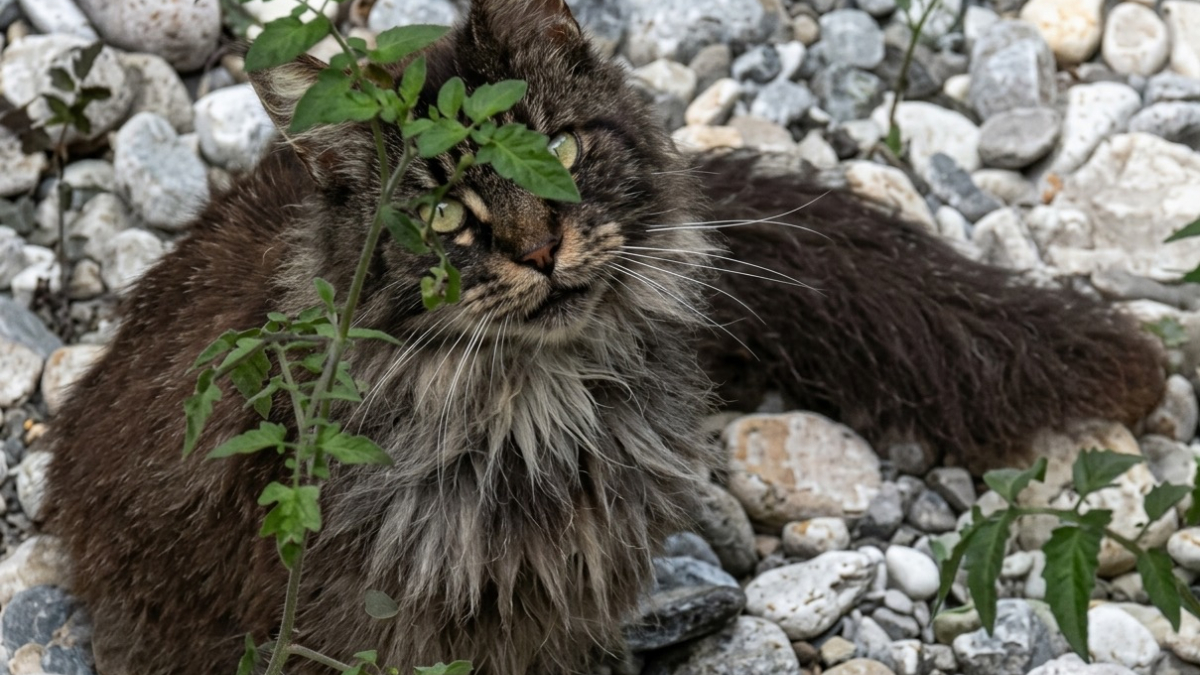 Illustration : "Coincé sur une plage entourée d’eau, un chat est secouru par les kayakistes appelés par son maître"