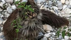 Illustration : "Coincé sur une plage entourée d’eau, un chat est secouru par les kayakistes appelés par son maître"