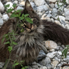 Illustration : Coinc&eacute; sur une plage entour&eacute;e d&rsquo;eau, un chat est secouru par les kayakistes appel&eacute;s par son ma&icirc;tre