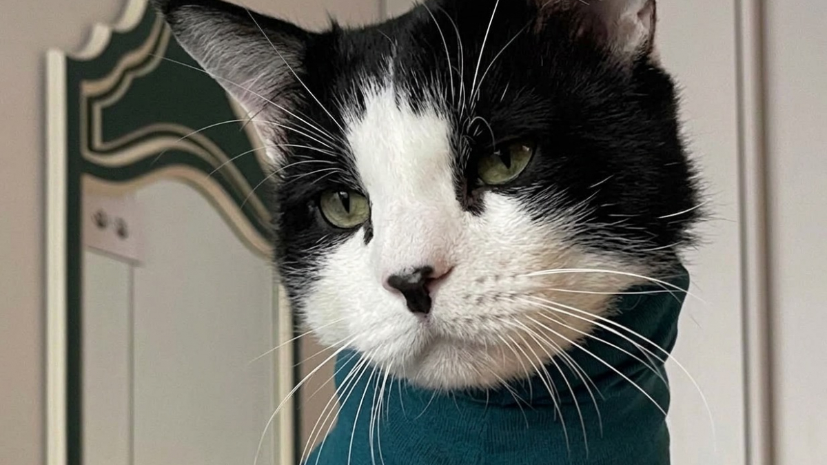 Illustration : "Ce chat rouvrait sa plaie en se grattant, alors sa famille d’accueil lui a mis un petit col roulé"