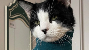 Illustration : Ce chat rouvrait sa plaie en se grattant, alors sa famille d’accueil lui a mis un petit col roulé