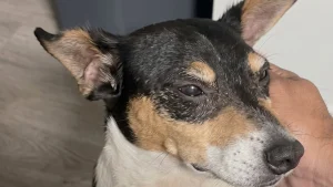 Illustration : Ce chien retrouvé seul dans la rue n’a pas été réclamé, mais il a désormais une famille d’adoption