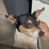 Illustration : Ce chien retrouv&eacute; seul dans la rue n&rsquo;a pas &eacute;t&eacute; r&eacute;clam&eacute;, mais il a d&eacute;sormais une famille d&rsquo;adoption