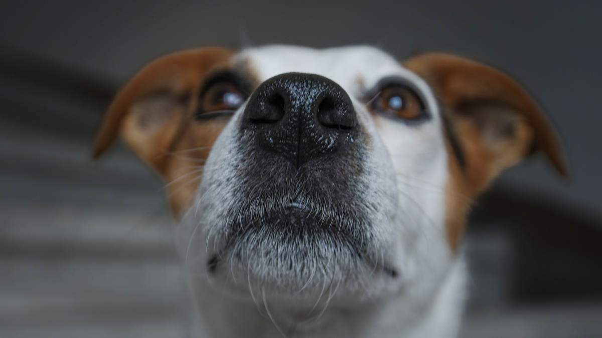 Illustration : "Les chiens pourraient reconnaître leur propre odeur, selon une étude menée auprès de 36 d’entre eux"