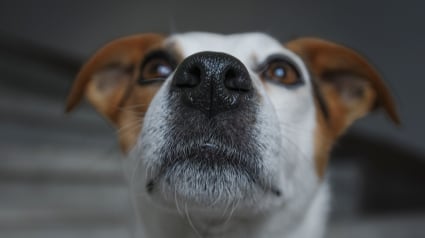 Illustration : Les chiens pourraient reconna&icirc;tre leur propre odeur, selon une &eacute;tude men&eacute;e aupr&egrave;s de 36 d&rsquo;entre eux