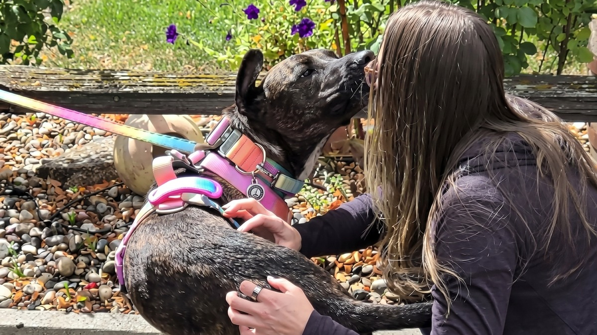 Illustration : "Depuis 5 ans, elle gardait à jour la puce de sa chienne perdue en espérant la revoir"