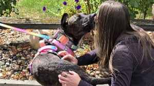 Illustration : Depuis 5 ans, elle gardait à jour la puce de sa chienne perdue en espérant la revoir