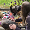 Illustration : Depuis 5 ans, elle gardait &agrave; jour la puce de sa chienne perdue en esp&eacute;rant la revoir