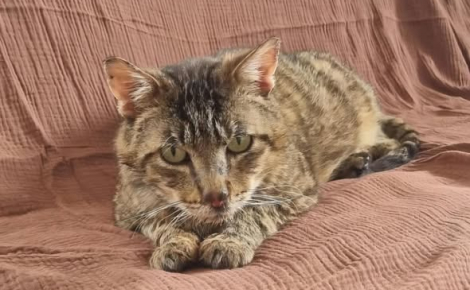 Ce chat de 5 ans n’a plus de dents, mais il adore les câlins et cherche un foyer dans la Manche