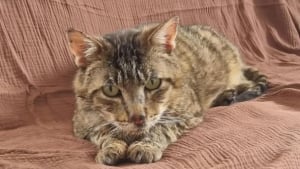 Illustration : Ce chat de 5 ans n’a plus de dents, mais il adore les câlins et cherche un foyer dans la Manche