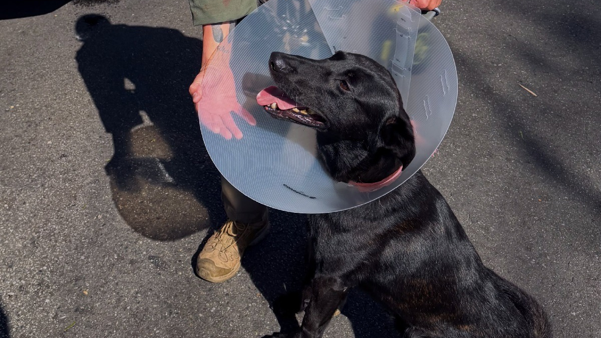 Illustration : "Mordu à l’oreille par un suspect armé, ce chien policier aide les agents à l’arrêter malgré sa blessure"