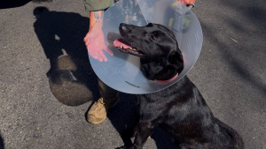 Illustration : Mordu à l’oreille par un suspect armé, ce chien policier aide les agents à l’arrêter malgré sa blessure