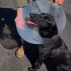 Illustration : Mordu &agrave; l&rsquo;oreille par un suspect arm&eacute;, ce chien policier aide les agents &agrave; l&rsquo;arr&ecirc;ter malgr&eacute; sa blessure