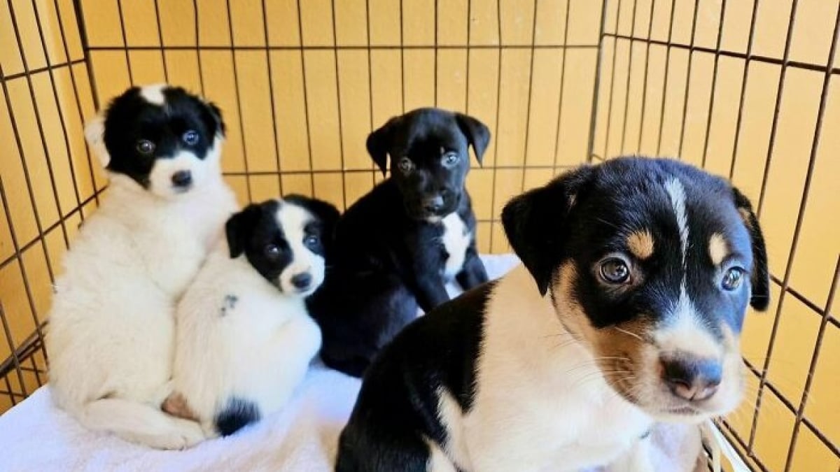 Illustration : "Ces 14 chiots ont vu leur vie changer après leur sauvetage par une association"