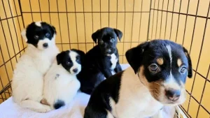 Illustration : Ces 14 chiots ont vu leur vie changer apr&egrave;s leur sauvetage par une association