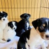 Illustration : Ces 14 chiots ont vu leur vie changer apr&egrave;s leur sauvetage par une association