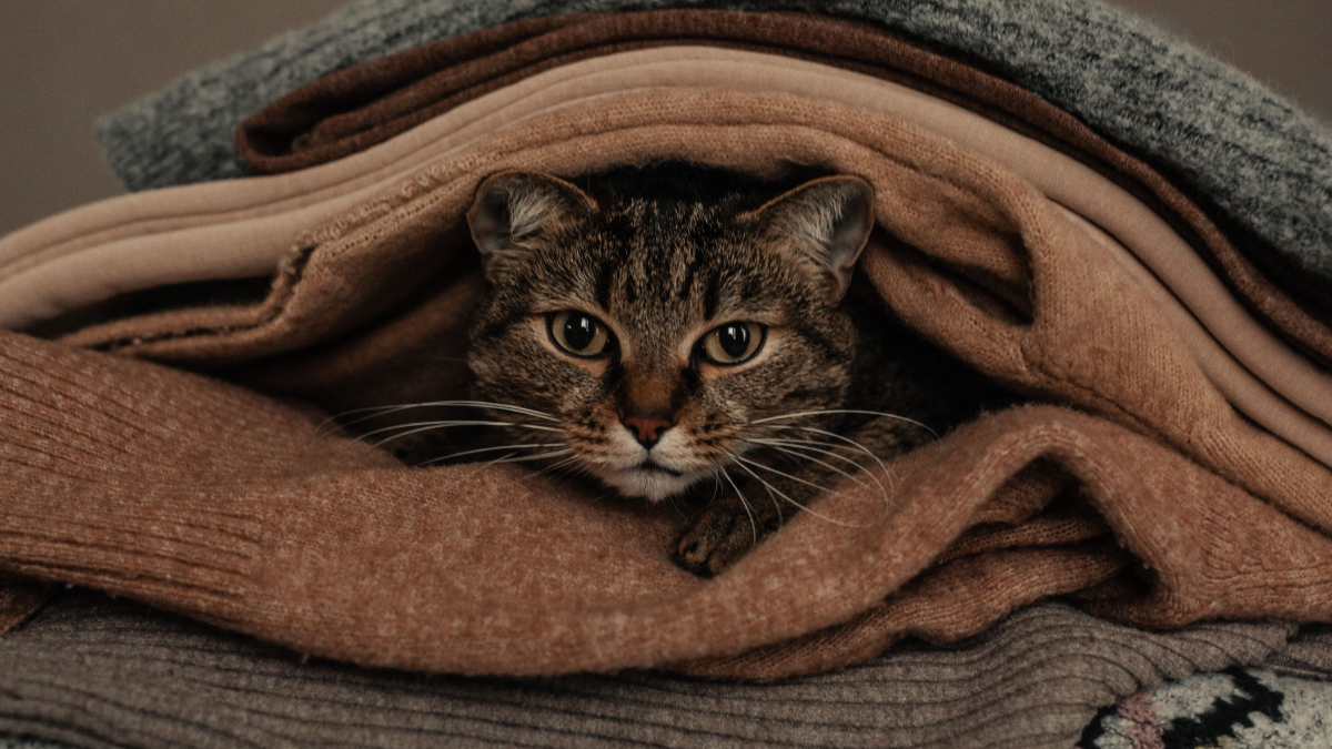 Illustration : "9 raisons possibles pour lesquelles votre chat aime s’installer sur votre pile de linge propre"