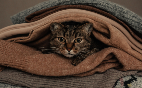 9 raisons possibles pour lesquelles votre chat aime s’installer sur votre pile de linge propre