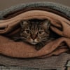 Illustration : 9 raisons possibles pour lesquelles votre chat aime s&rsquo;installer sur votre pile de linge propre