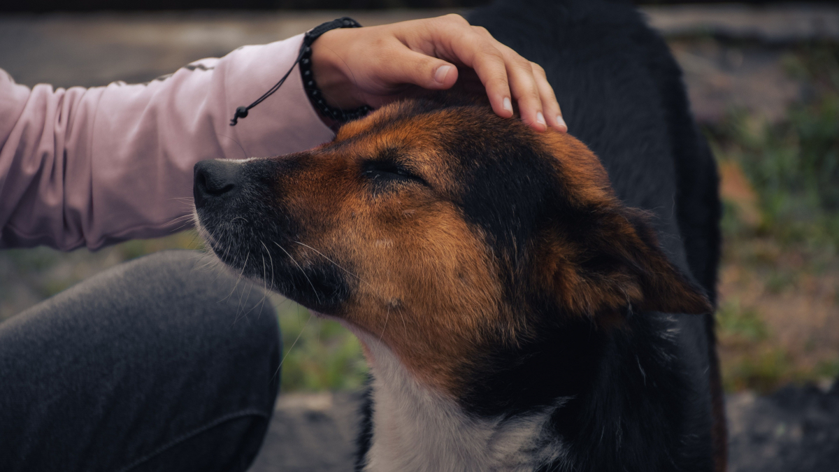 Illustration : "Si votre chien adopte l'un de ces 14 comportements, c'est qu'il vous aime profondément"