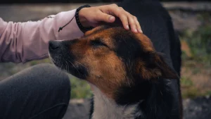 Illustration : Si votre chien adopte l'un de ces 14 comportements, c'est qu'il vous aime profond&eacute;ment