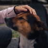 Illustration : Si votre chien adopte l'un de ces 14 comportements, c'est qu'il vous aime profond&eacute;ment
