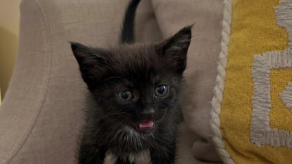 Illustration : Jet&eacute;e d&rsquo;une camionnette en marche, cette petite chatte a vu sa vie basculer gr&acirc;ce au r&eacute;flexe d'une automobiliste