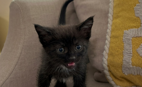 Jetée d’une camionnette en marche, cette petite chatte a vu sa vie basculer grâce au réflexe d'une automobiliste