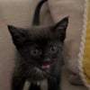 Illustration : Jet&eacute;e d&rsquo;une camionnette en marche, cette petite chatte a vu sa vie basculer gr&acirc;ce au r&eacute;flexe d'une automobiliste