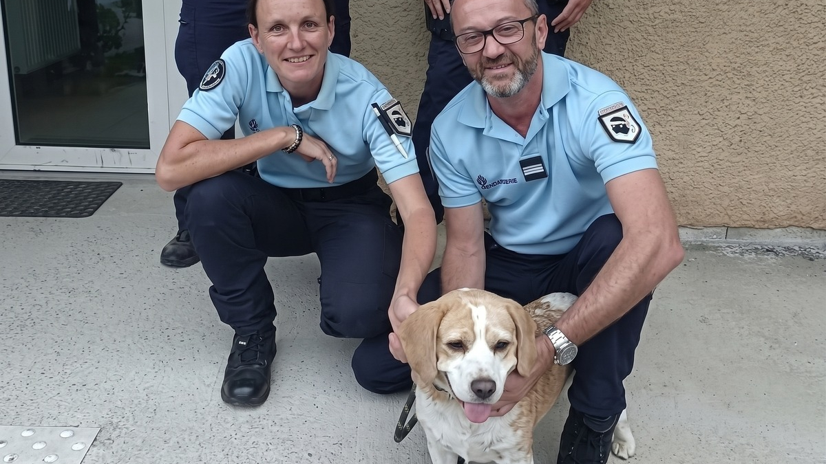 Illustration : "Des gendarmes recueillent un chien en fugue et l'emmènent chez le vétérinaire pour l'identifier"
