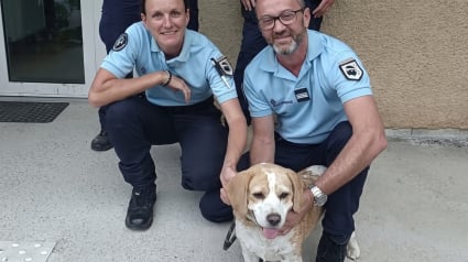 Illustration : Des gendarmes recueillent un chien en fugue et l'emm&egrave;nent chez le v&eacute;t&eacute;rinaire pour l'identifier