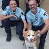 Illustration : Des gendarmes recueillent un chien en fugue et l'emm&egrave;nent chez le v&eacute;t&eacute;rinaire pour l'identifier