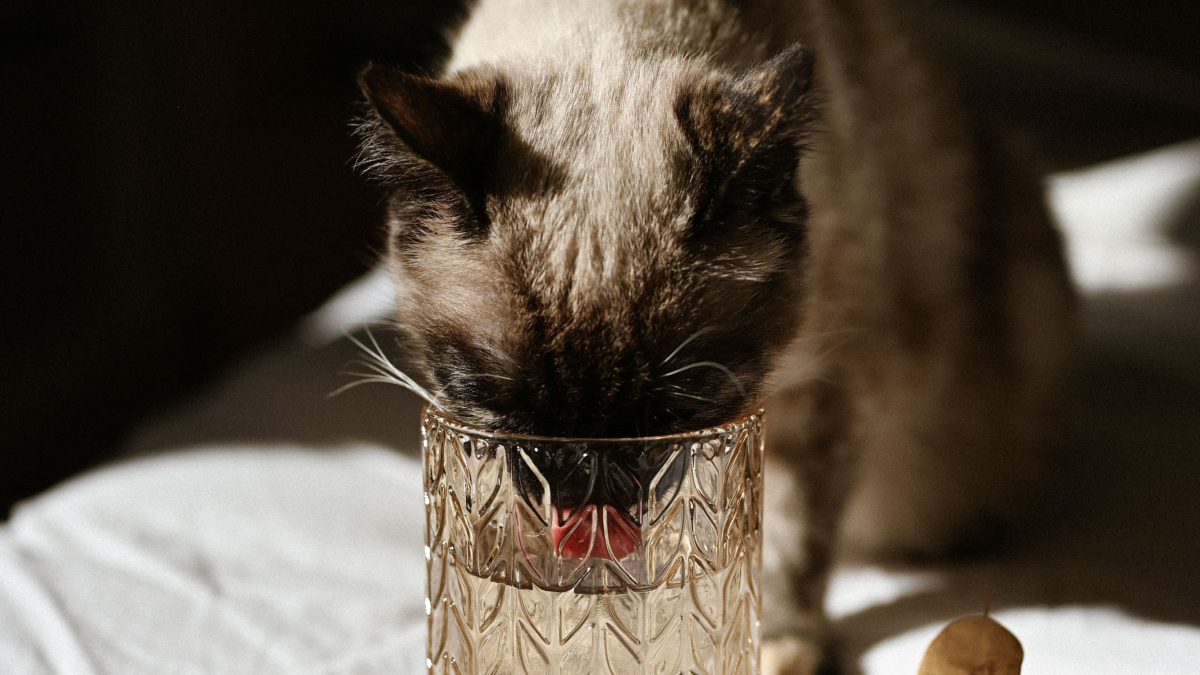 Illustration : "Votre chat boit dans votre verre malgré sa gamelle pleine : les raisons possibles de cette préférence"